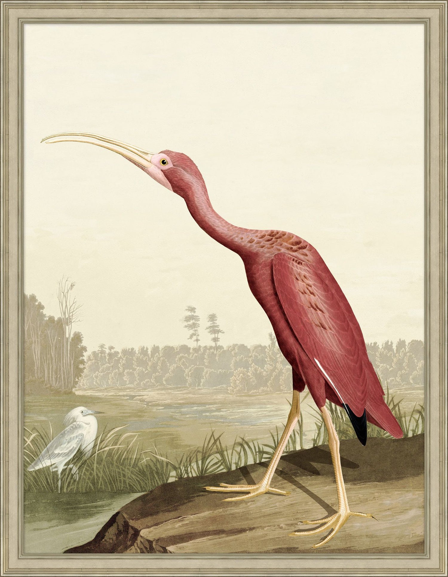 Wendover, Audubon Ibis