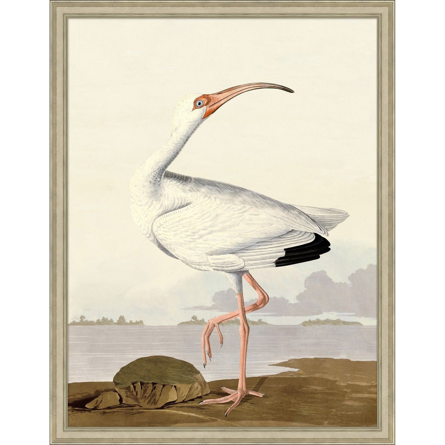 Wendover, Audubon Ibis