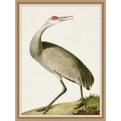 Wendover, Audubons Egret