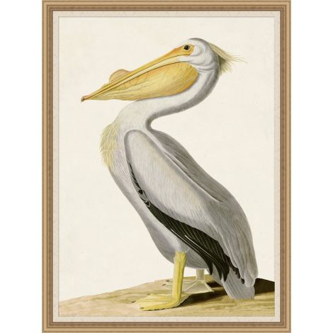 Wendover, Audubons White Pelican