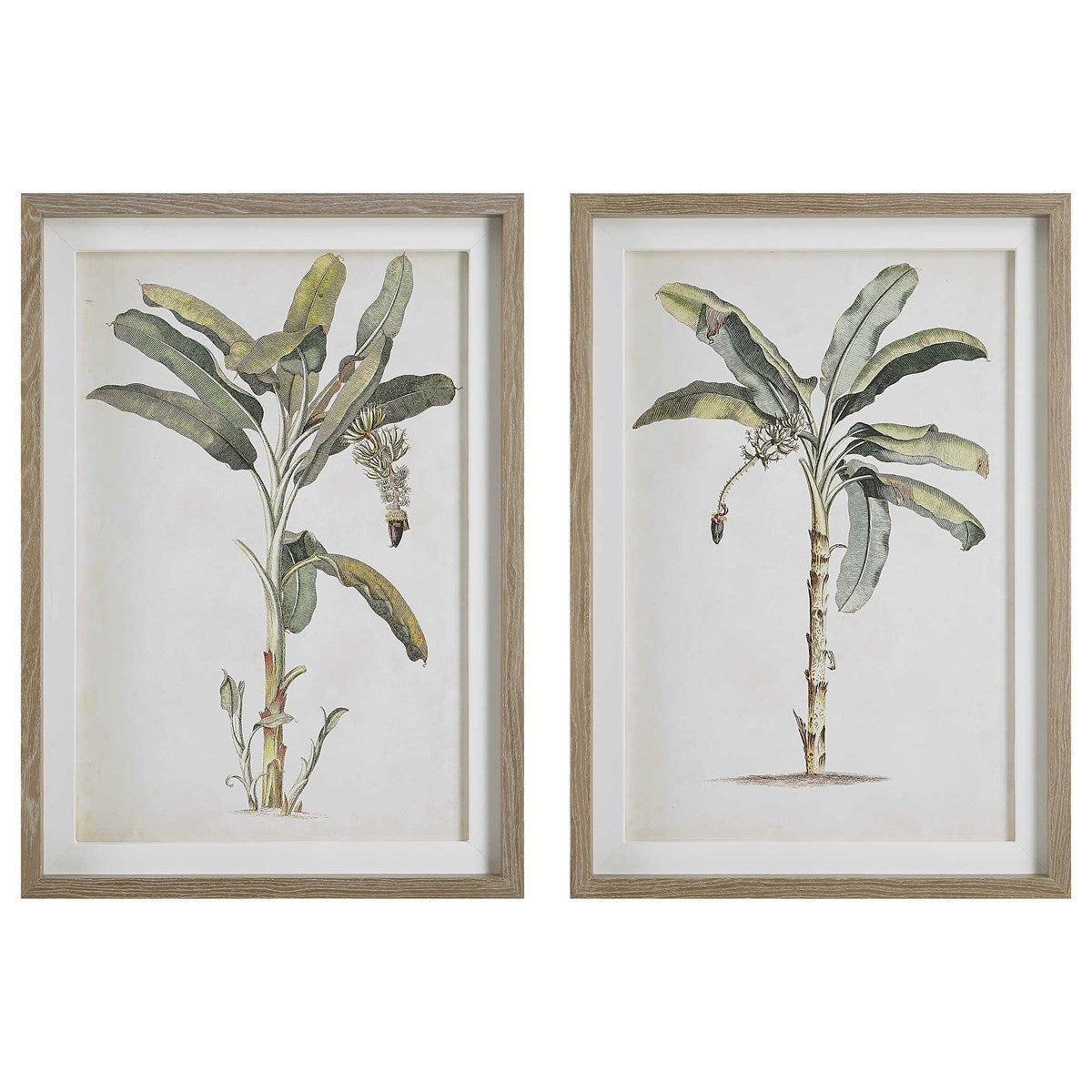 Uttermost, Banana Palm Framed Prints - S/2