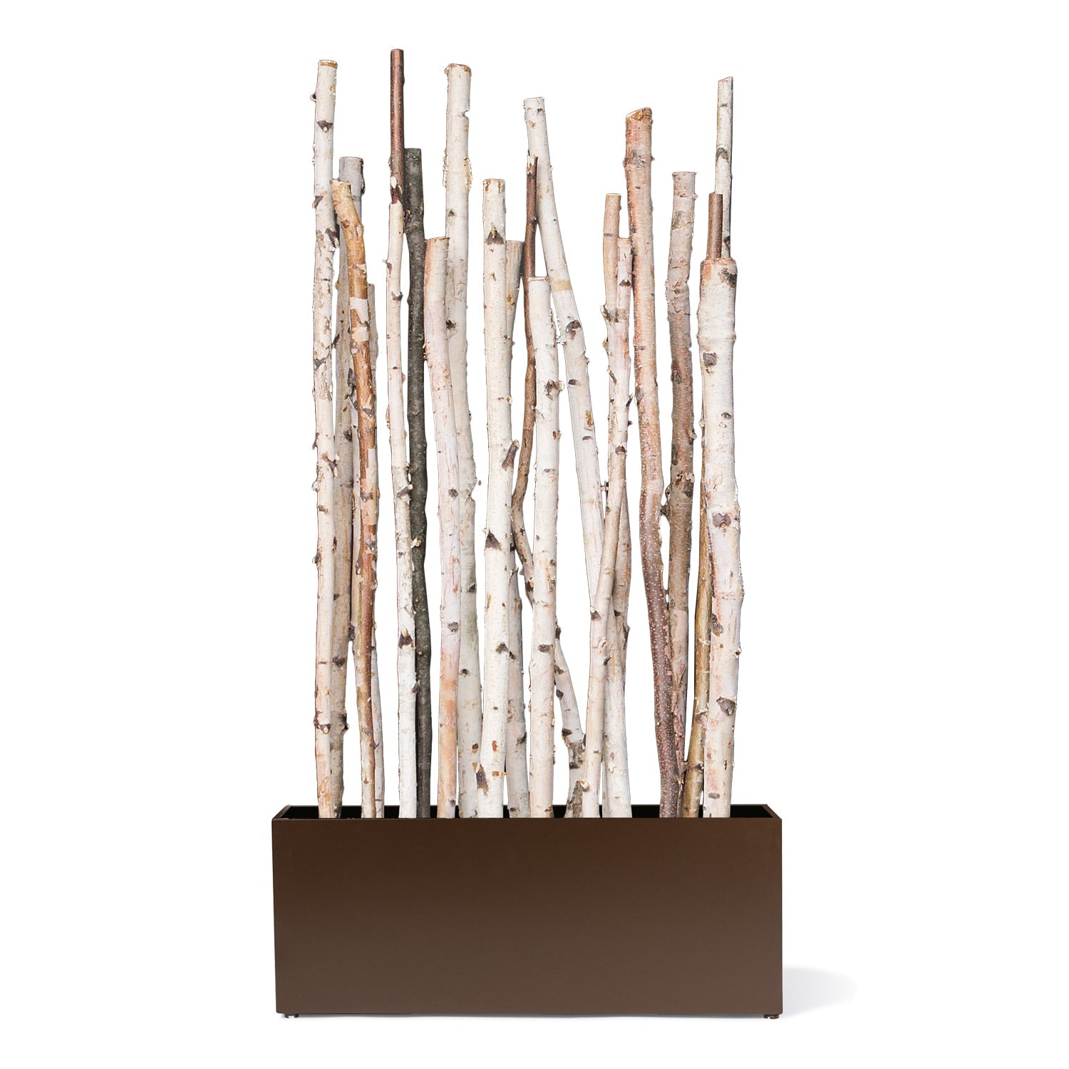 Gold Leaf Design Group, Birch Poles In Custom Rectangle Planter