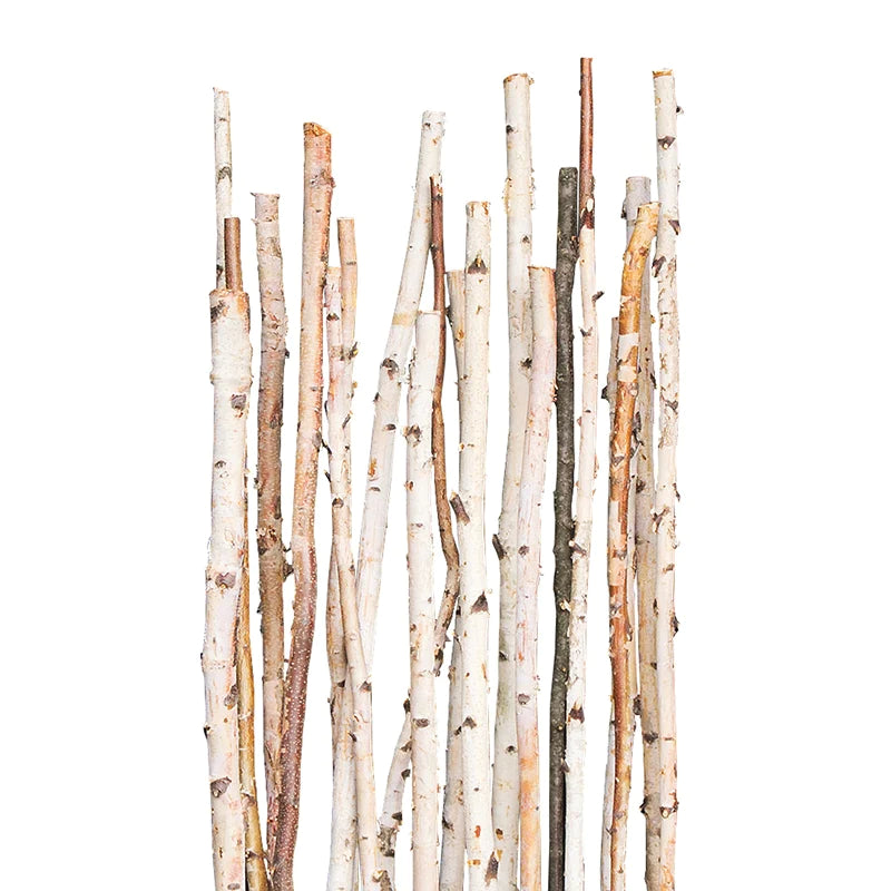 Gold Leaf Design Group, Birch Poles Natural 6'x 1-2" - set of 12